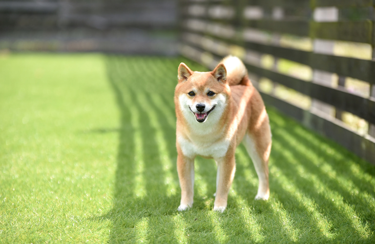 クッション性も抜群で愛するペットも安心できる環境を提供いたします | 茅ヶ崎で人工芝の施工なら株式会社ゼンシン