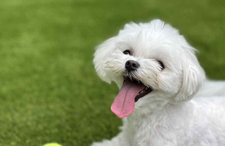 秦野で愛犬が思いっきり走り回れる庭へ。ハイクオリティ人工芝の芝キング湘南